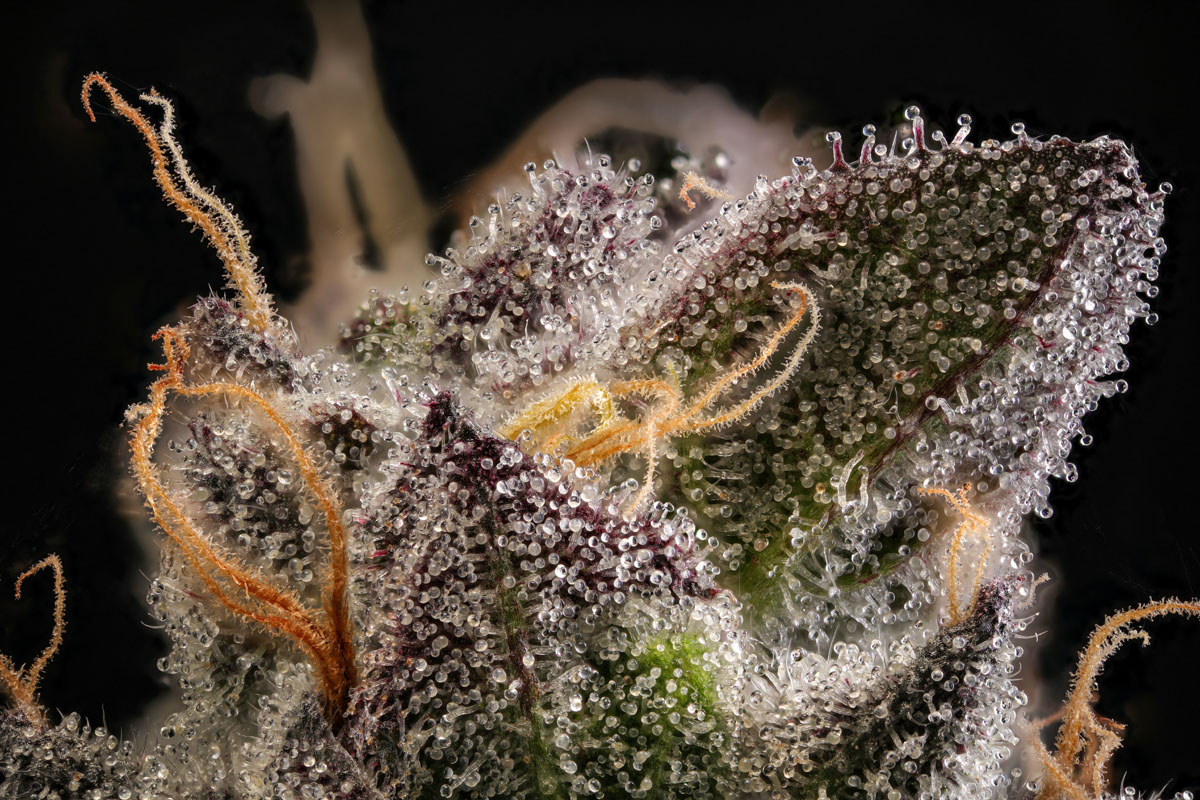 Cali Cannabis offers products with a variety of cannabinoids, with guidance to help you shop knowledgeably.